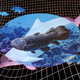 “Living Fossils”